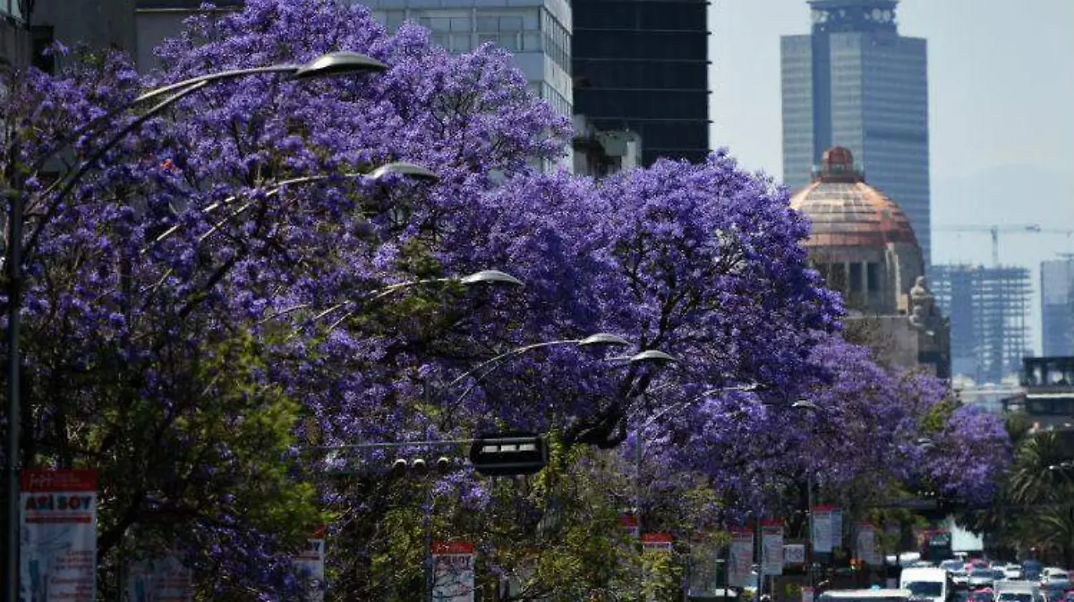 festival primavera cdmx DANIEL GALEANA